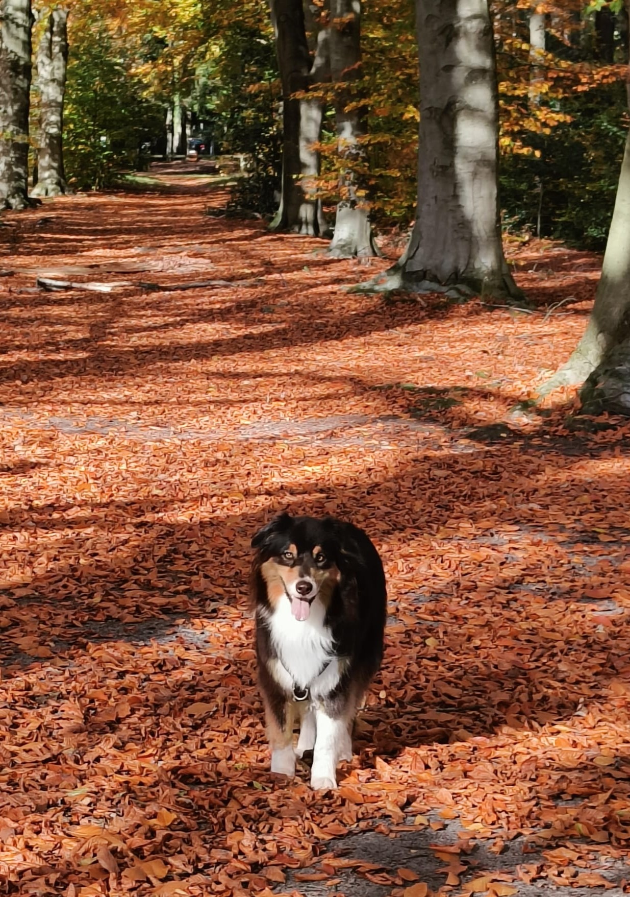 Family dog