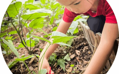 Improving Your International School: Sustainable Growth with ISS School Management