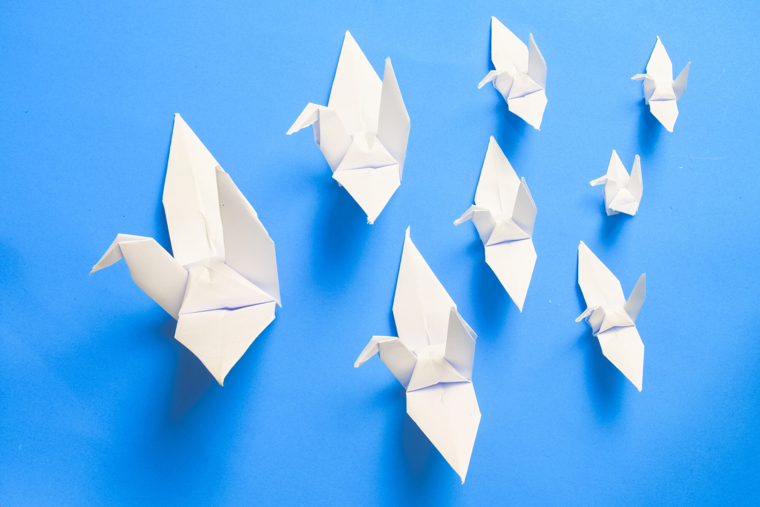 vecteezy_white-bird-origami-paper-on-blue-background-bird-peace_25376531 art project